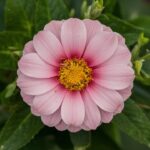 Comment anticiper la sécheresse et sécuriser votre potager avec l’eau de pluie
