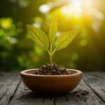 Les meilleures plantes résistantes à la sécheresse pour un jardin autonome